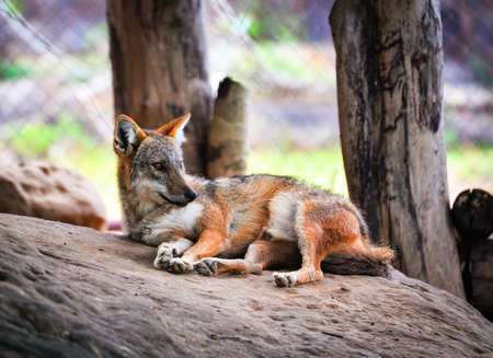 The golden jackal sleep dog and lying on the rock / Black backed jackal wildlifeの写真素材