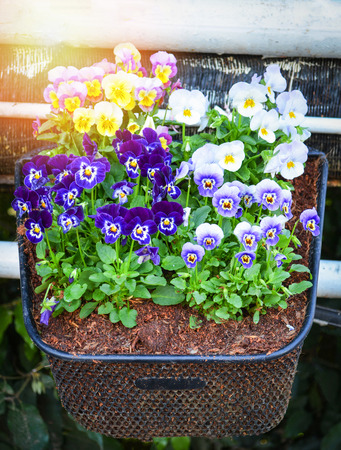 Colorful bluewings - wishbone flower in the basket pot hung in the gardenの写真素材
