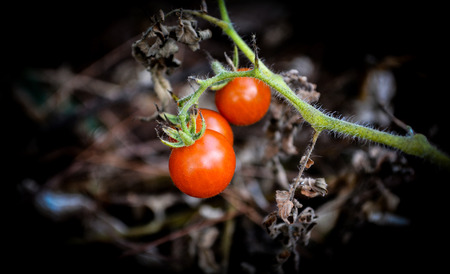 Red Tomato vine on plant in the nature dark backgroundの写真素材
