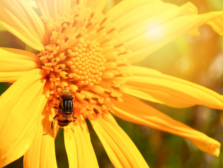 Bee on yellow flower pollinating sunflower in spring summer garden - Tree marigold or Mexican...
