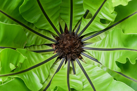 Beautiful of Bird nest fern growing on nature background top view / Asplenium nidus fern