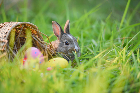 Easter bunny and Easter eggs on green grass outdoor / Colorful eggs in the nest basket and little rabbit sitting on field spring meadowの写真素材