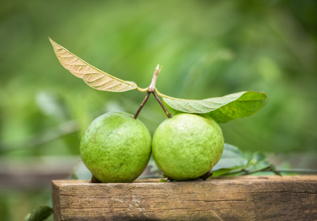 Fresh green guava fruit and leaves on wood in the tropical fruit gardenの写真素材