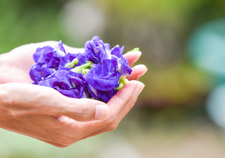 Clitoria ternatea flower purple in hand / Other names pigeonwings - Butterfly pea or Blue peaの写真素材
