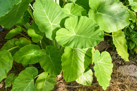 Taro leaves green plants water weeds in tropical forest / ear elephant leaf - Alocasia Indicaの写真素材
