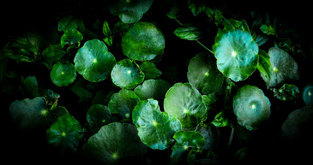 Fresh green herb Asiatic Pennywort leaves beautiful on dark background / Centella asiatica Leaf