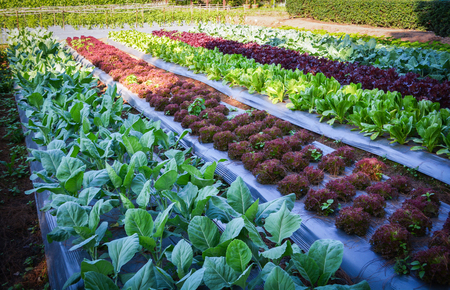 Green vegetable garden field planting chinese kale green and red oak lettuce salad in organic plantation farmの写真素材