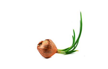 Green seedling spring onion or bud of shallot growing for planting isolated on white background - Allium ascalonicumの写真素材