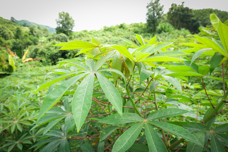 Green leaves cassava on branch tree in the cassava field agriculture plantation - Manihot esculentaの写真素材