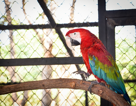 Macore bird parrot red green and blue wing In the cage Bird farm