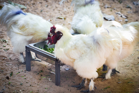 White silkie chicken or Silky eating feed food in chicken farmの写真素材