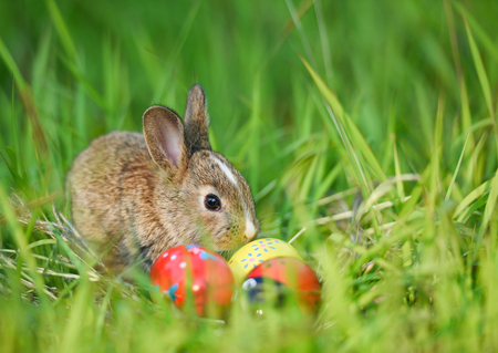 Easter bunny and Easter eggs on green grass outdoor / Little brown rabbit sitting and colorful eggs...
