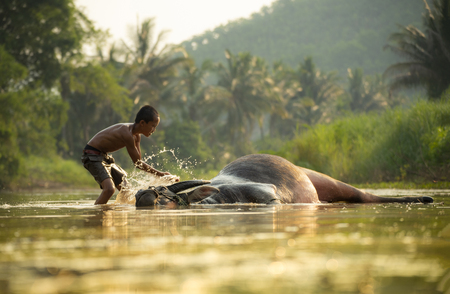 Asia child on river buffalo / The boy happy funny playing and shower animal buffalo water on river with palm tree tropical background in the countryside of living life kid farmer asianの写真素材
