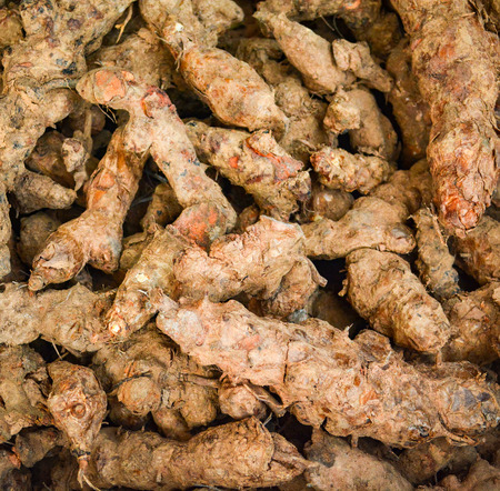 Fresh turmeric root background from nature garden for herbal medicines and for turmeric powderの写真素材