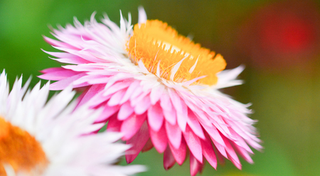 Beautiful Straw flower or Everlasting flower blossom in the spring colorful garden / Xerochrysum bracteatum - Helichrysum bracteatumの写真素材