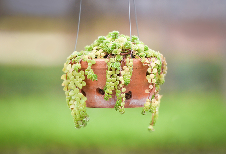 Sedum succulent plant / Hang plant in pot nature blur background in the gardenの写真素材