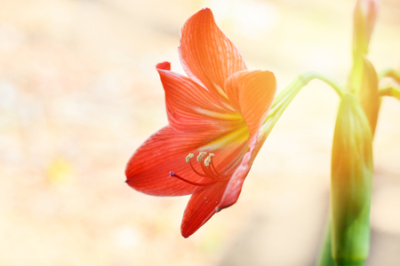 Red Amaryllis flowers blossoming in the spring gardenの写真素材