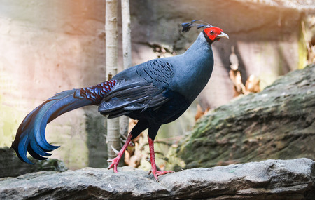 Male Siamese fireback on nature wildlife beautiful chicken bird farm / Diard's fireback - Lophura diardiの写真素材