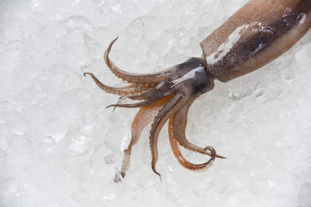 Fresh raw squid on ice seafood ocean gourmet in the restaurantの写真素材
