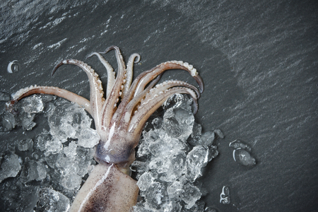 Seafood squid on ice / Fresh octopus raw squid on dark background in the restaurantの写真素材