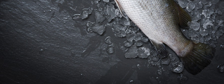 Fresh sea bass fish for cooking / Raw seabass on ice ocean gourmet on dark background in the...