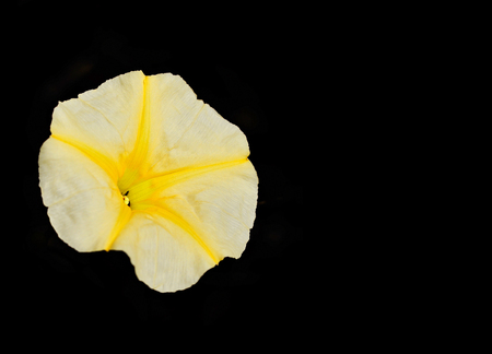 Yellow Petunia flower isolated on black backgroundの写真素材