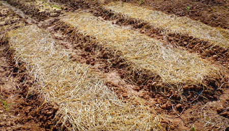 Prepare the soil cover straw for planting vegetables or flowers in plantationの写真素材