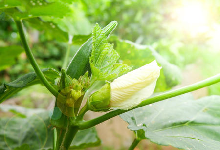 Okra fruit plant /  Fresh green okra and flower on tree in nature gardenの写真素材