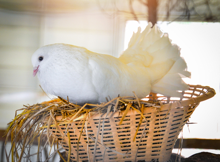 Beautiful white dove female bird in the nest for hatch eggs in bird farmの写真素材
