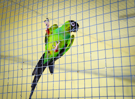 Green parrot budgie parakeet common pet bird in the cageの写真素材