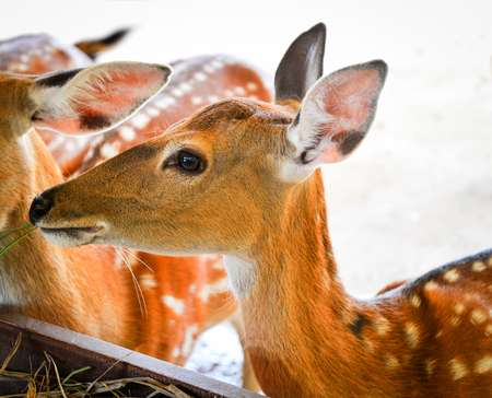 Young spotted deer animals wildlife eating grass on farm / Other names Chital , Cheetal , Axis deerの写真素材