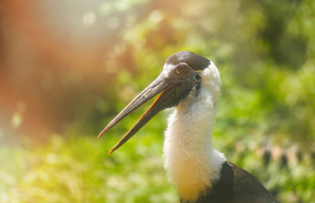 White - Woolly necked stork bird on farm in the wildlife sanctuary / Ciconia episcopusの写真素材