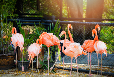 Carribbean flamingo bird farm / Group of orange Greater Flamingo birds in the wildlife sanctuaryの写真素材