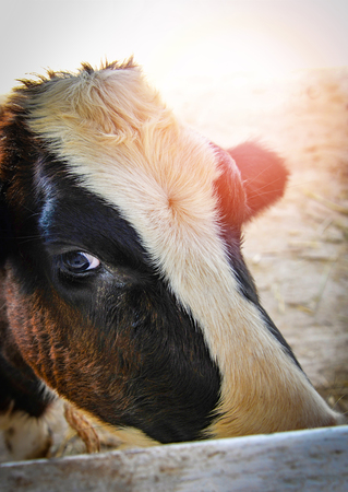 Close up of face cow white and black looking to camera in farm / Eyes animalの写真素材