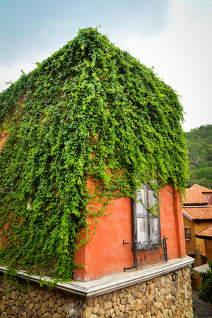 Green plant covered on the roof house vintage style with ivy leaf growingの写真素材
