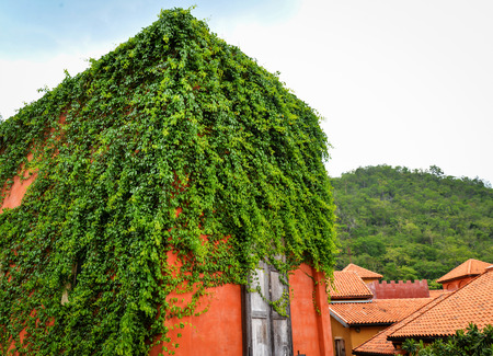 Green plant covered on the roof house vintage style with ivy leaf growingの写真素材