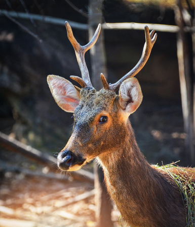 Barasingha deer mammal animal wildlife standing in national park / Swamp deers - Rucervus duvauceliiの写真素材