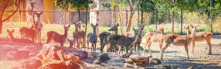 Barasingha deer mammal animal wildlife standing in national park / Swamp deers - Rucervus duvauceliiの写真素材