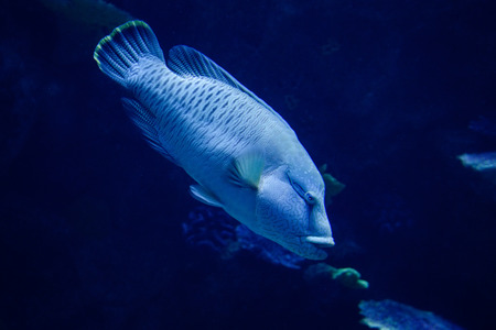 Humphead maori wrasse fish / Napoleon fish swimming marine life underwater ocean - Cheilinus undulatusの写真素材