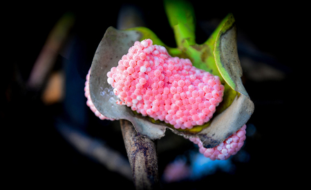 Group of pink egg applesnail on plant on the rive / Freshwater Shellの写真素材