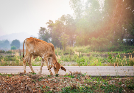 Red cow grazing grass on roadside in the country field background / young cow asiaの写真素材