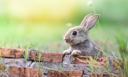 Cute rabbit sitting on brick wall and green field spring meadow / Easter bunny hunt for easter egg...