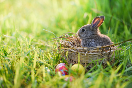 Easter bunny and Easter eggs on green grass outdoor / Little brown rabbit sitting on basket nest and colorful eggs on field spring meadowの写真素材