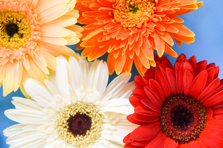 Colorful gerbera spring flowers summer beautiful blooming on blue background - Flat lay Top viewの写真素材