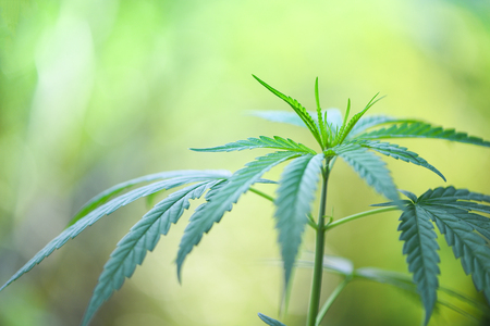 Marijuana leaves cannabis plant tree growing on nature green background / Hemp leaf for extract medical healthcare natural selective focusの写真素材