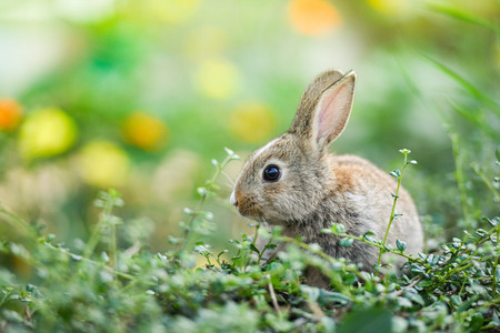 Cute rabbit sitting on green field spring meadow / Easter bunny hunt for easter egg on grass and...