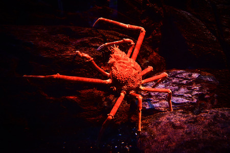 Japanese giant spider crab swimming underwater aquariumun on the rock ocean / Macrocheira kaempferi