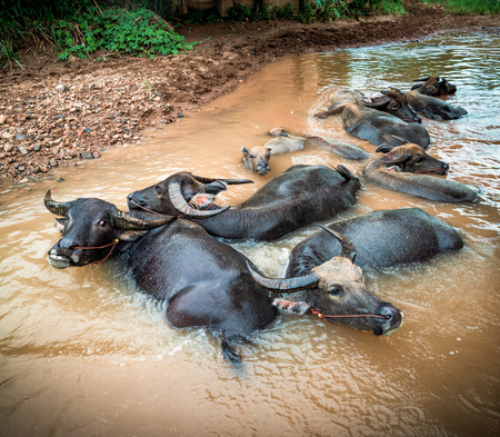 Group of asia buffalo water swimming in the riverの写真素材