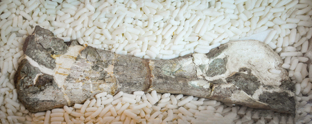Real dinosaur fossil bone leg humerus become a rock / stone archeology of old fossil dinosaur...