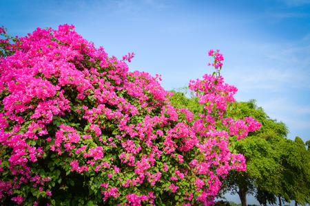 Pink bougainvillea flower beautiful blossoming in the garden park and blue sky backgroundの写真素材
